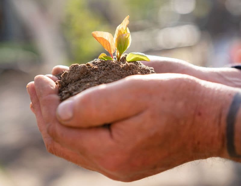 A pair of hands cupping dark soil with a young green seedling growing from it