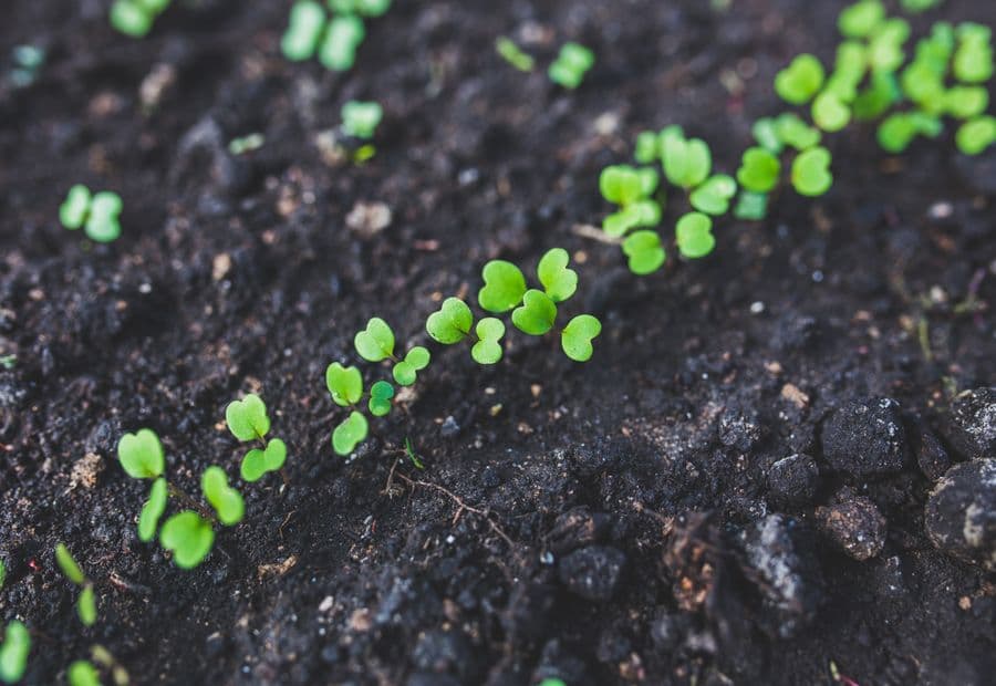 A young seedling emerging from rich soil against a soft green background